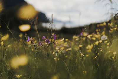 Close-up of purple crocus flowers on field