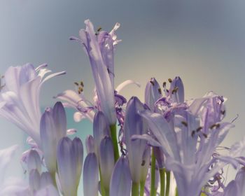 Close-up of flowers