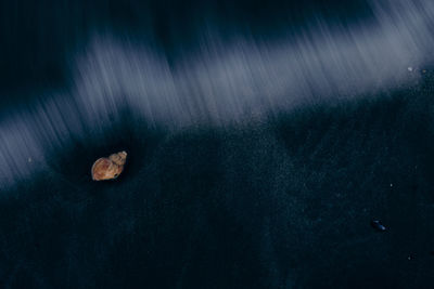 High angle view of abandoned crab on rock