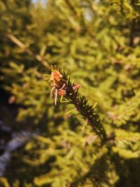 Close-up of insect on plant