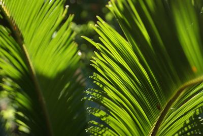 Close-up of palm tree leaves