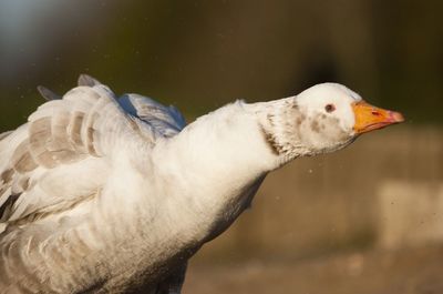 Close-up of bird in water