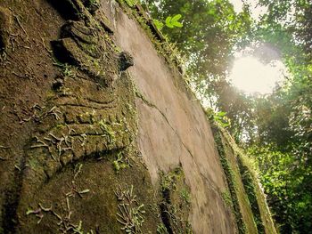 Low angle view of trees