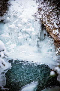 Close-up of frozen trees in forest during winter