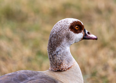 Close-up of a bird