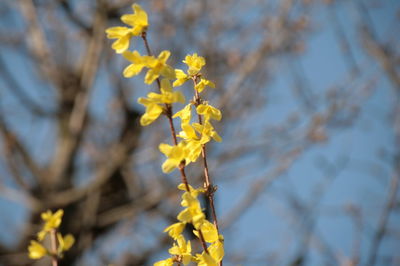 Close-up of yellow flowering plant