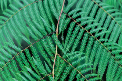 Full frame shot of leaf