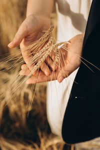 Female hands holding rye ears