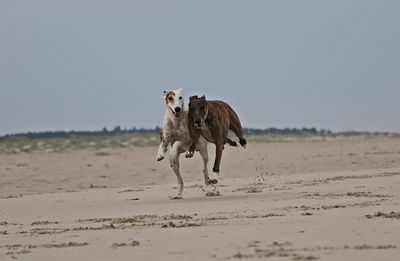 Horse running on beach against clear sky
