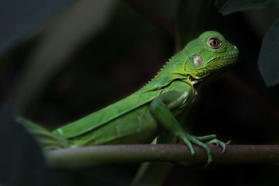 Close-up of green lizard