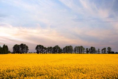 Scenic view of oilseed rape field against sky