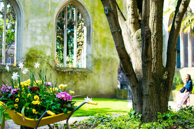 Flowers by tree in wheelbarrow