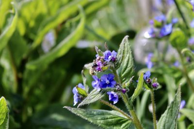 Close-up of purple flowering plant