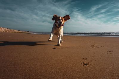 Dog running at beach