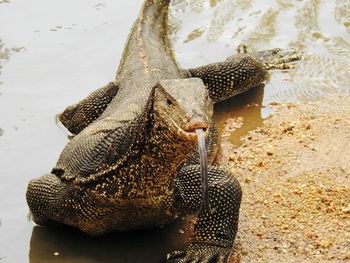 Close-up of lizard in water