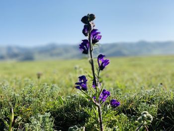 Close-up of purple flowering plant on field