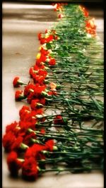 Close-up of red flowers