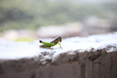 Close-up of insect on leaf