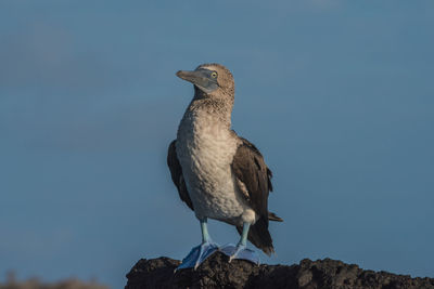 Close-up of bird perching against sky