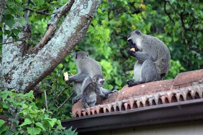 Monkeys on house roof eating fruit.