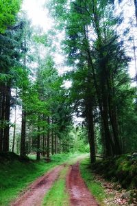 View of trees in forest