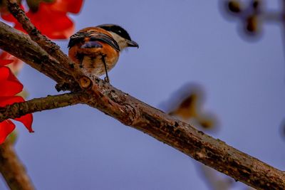 Low angle view of bird perching on branch