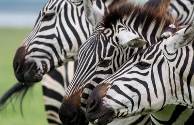 Zebra herd, africa