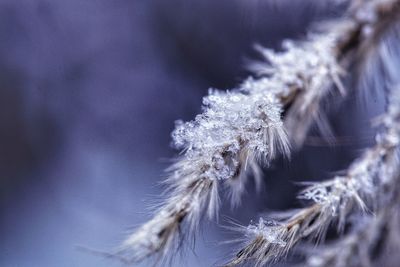 Close-up of frozen plant