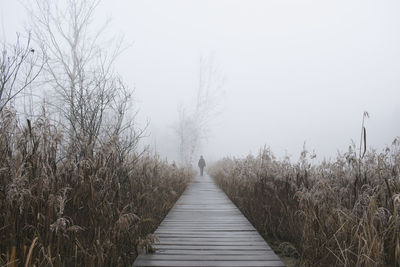 Boardwalk amidst plants against clear sky