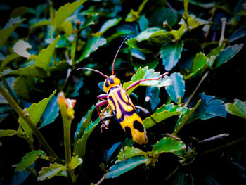 Close-up of insect on plant