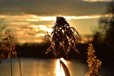 Close-up of plant against sky during sunset