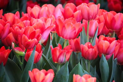 Close-up of pink tulips