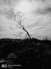 Bare tree on field against sky