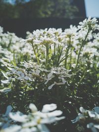 Close-up of white flowering plants