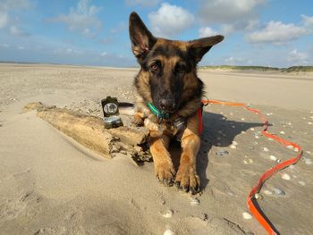 Portrait of dog on beach