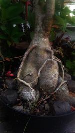 Close-up of food on tree trunk