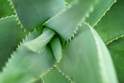 Close-up of succulent plant