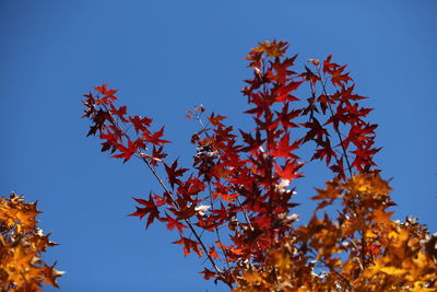 Low angle view of maple tree against sky