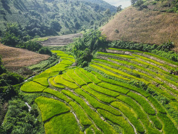 Scenic view of agricultural field