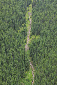 High angle view of pine trees in forest