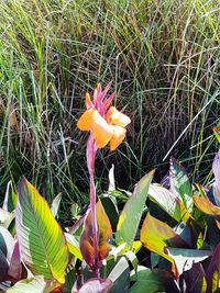 Close-up of flower blooming in field