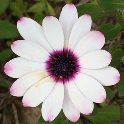 Close-up of pink flower blooming outdoors