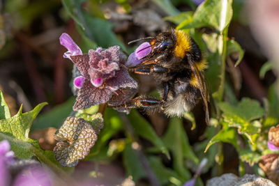 Close-up of bee pollinating on purple flower