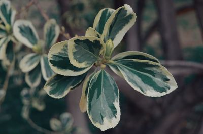 Close-up of flowering plant