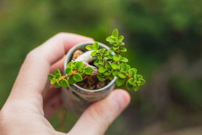 Close-up of hand holding small plant