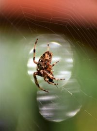 Close-up of spider on web