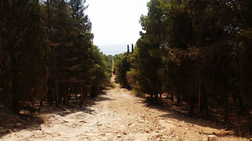 Dirt road amidst trees in forest against sky