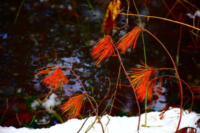 Close-up of flower growing on tree