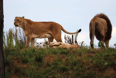 Horses standing in a field