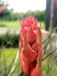 Close-up of red rose